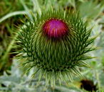 کنگر فرنگی